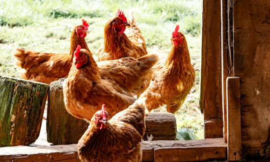 How Shariah-Compliant Investments Work